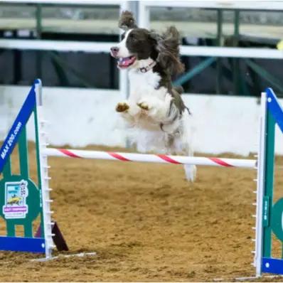 Dog Agility Training Image