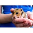 Golden Hamster-1
