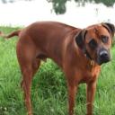 Black Mouth Cur Dog Breed