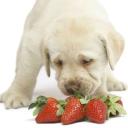 can dogs eat strawberries