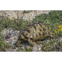 Greek Tortoise
