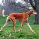 Saluki dog breed