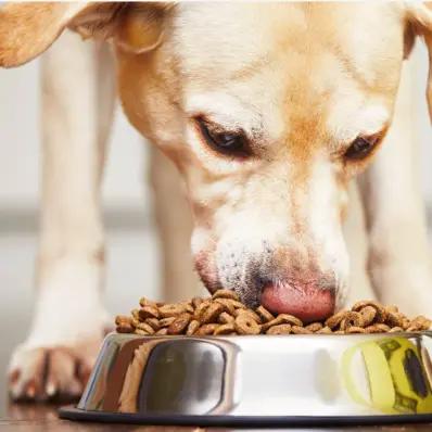 How to Choose the Best Dog Food Image