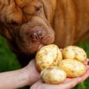 Can Dogs Eat Potatoes-2