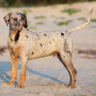 Catahoula Leopard Image