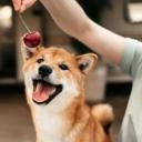 Can Dogs Eat Cherries