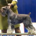 Standard Schnauzer in Dog Show