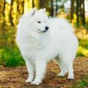 Samoyed Dog