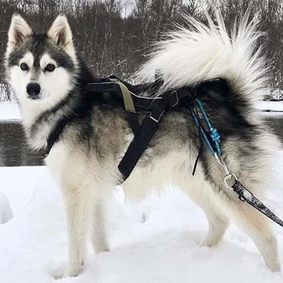 Alaskan Klee Kai Image