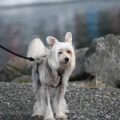 Chinese Crested Image