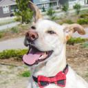 Australian Shepherd Lab Dog