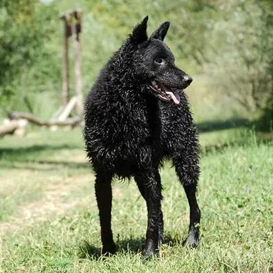 Croatian Sheepdog Image