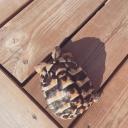 Greek Tortoise-2