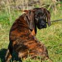 Bavarian Mountain Scent Hound Photo