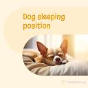 Dog sleeping position