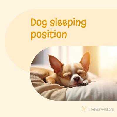 10 Dog Sleeping Positions And What They Mean Image