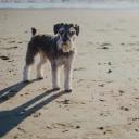 Standard Schnauzer Dog