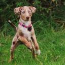 American Leopard Hound Dog Breed