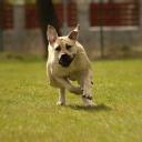 Boerboel Dog