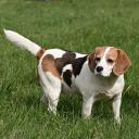 Beagle Dog Breed