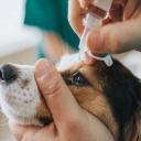 Dog Eye Health Issues-2