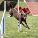 Australian Kelpie Photo