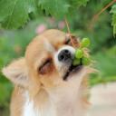 Can Dogs Eat Grapes-2