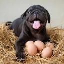 Can Dogs Eat Eggs