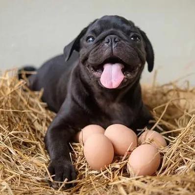 Can Dogs Eat Eggs? Image