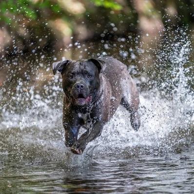 American Bully Image