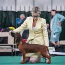 Bavarian Mountain Scent Hound Dog Breed