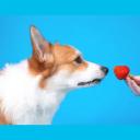 can dogs eat strawberries-1