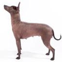 Xoloitzcuintli