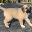 Anatolian Shepherd Puppy