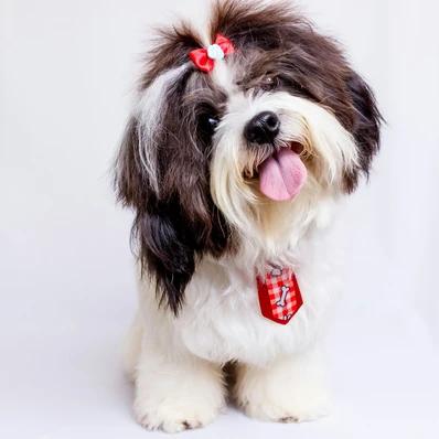 Shih Tzu Image