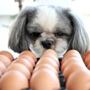 Can Dogs Eat Eggs-3