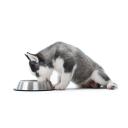 Is Cesar a Good Wet Dog Food-2