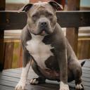 The American Pit Bull Terrier