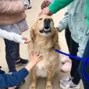 Therapy Dog Training-2