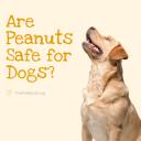 Are Peanuts Safe for Dogs_