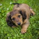 Dachshund Dog Breed