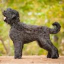 Black Russian Terrier