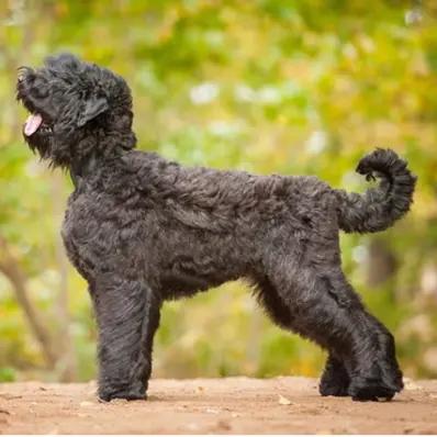 Black Russian Terrier Image