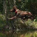 Boykin Spaniel Dog Breed