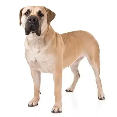 Boerboel Image