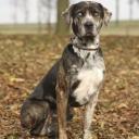 Catahoula Leopard Breed