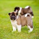 Akita  Puppies