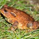 american toad-2