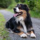 Australian Shepherd Dog