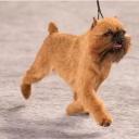 Brussels Griffon Dog